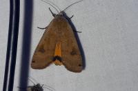 Noctua pronuba