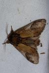 Notodonta ziczac