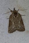 Nycteola revayana
