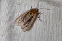 Ochropleura plecta