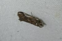 Pempelia palumbella