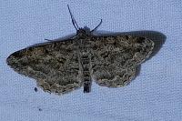 Peribatodes rhomboidaria rhomboidaria