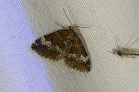 Perizoma alchemillata
