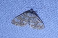 Perizoma flavofasciata