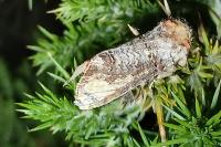 Phalera bucephala