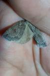 Pachycnemia hippocastanaria hippocastanaria