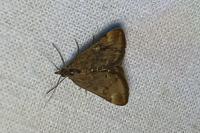 Pyrausta despicata