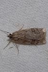 Scoparia ambigualis