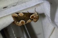 Thyatira batis