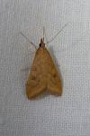 Udea ferrugalis