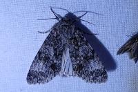 Acronicta megacephala