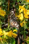 Eurrhypis pollinalis