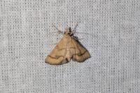 Metasia ibericalis