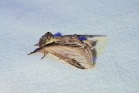 Pheosia tremula