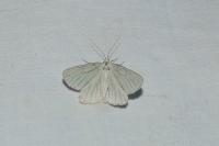 Siona lineata