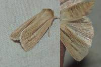 Mythimna impura