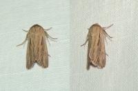 Leucania comma