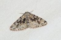 Fagivorina arenaria