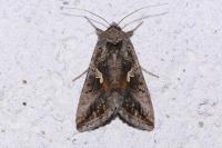 Autographa gamma