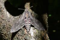 Agrius convolvuli