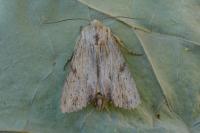 Apamea lithoxylaea