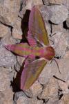 Deilephila elpenor