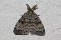 Lymantria dispar