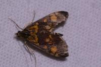Pyrausta aurata