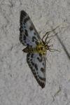 Anania hortulata