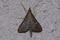Dolicharthria punctalis