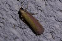 Oncocera semirubella
