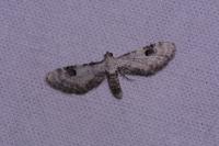Eupithecia centaureata
