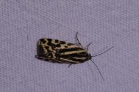 Emmelia trabealis