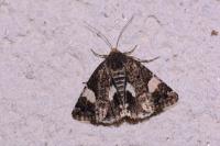 Tyta luctuosa