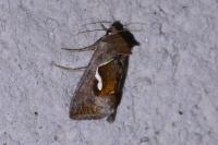 Macdunnoughia confusa