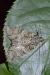 Polyphaenis sericata