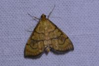 Anania verbascalis