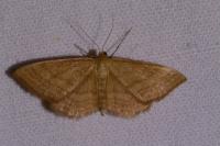Idaea ochrata