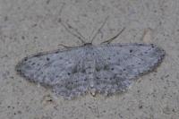Idaea seriata