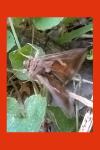 Macdunnoughia confusa