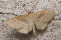 Idaea macilentaria