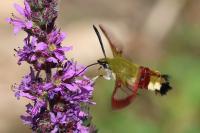 Hemaris fuciformis
