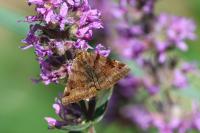 Euclidia glyphica