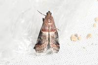 Acrobasis marmorea