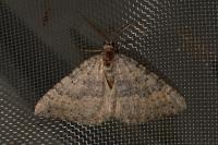 Scotopteryx octodurensis