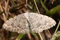 Scopula submutata roseonitens