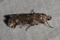 Pempelia palumbella