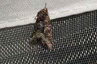 Oligia