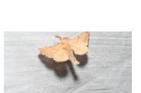 Malacosoma neustria