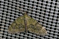 Acasis viretata
